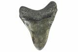Fossil Megalodon Tooth - South Carolina #168947-2